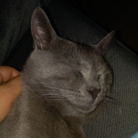 British Shorthair, Kedi  Duman fotoğrafı
