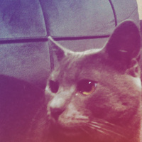 British Shorthair, Kedi  Duman fotoğrafı