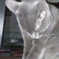 British Shorthair, Kedi  Duman fotoğrafı