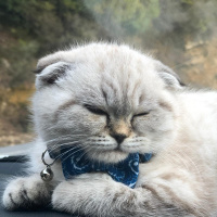 Scottish Fold, Kedi  Ada Mavi fotoğrafı