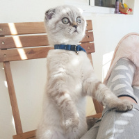 Scottish Fold, Kedi  Ada Mavi fotoğrafı