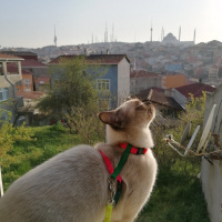 British Shorthair, Kedi  BİLLY fotoğrafı