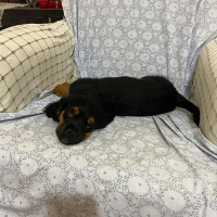 Amerikan Cocker Spaniel, Köpek  İsimsiz fotoğrafı