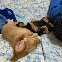 Amerikan Cocker Spaniel, Köpek  İsimsiz fotoğrafı