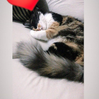 Tekir Kedi, Kedi  Rilâ fotoğrafı