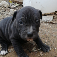 Amerikan Pitbull Terrier, Köpek  Pitbull bully mix fotoğrafı
