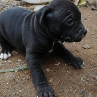 Amerikan Pitbull Terrier, Köpek  Pitbull bully mix fotoğrafı