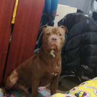 Amerikan Pitbull Terrier, Köpek  Pitbull bully mix fotoğrafı