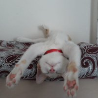 Tekir Kedi, Kedi  Şirin fotoğrafı