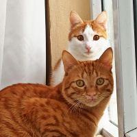 Tekir Kedi, Kedi  Şirin fotoğrafı