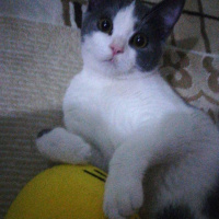 British Shorthair, Kedi  Behlül fotoğrafı