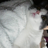 British Shorthair, Kedi  Behlül fotoğrafı