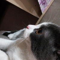 British Shorthair, Kedi  Behlül fotoğrafı