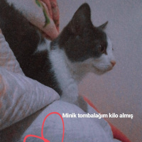 British Shorthair, Kedi  Behlül fotoğrafı