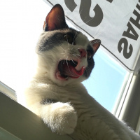 British Shorthair, Kedi  Behlül fotoğrafı