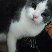 British Shorthair, Kedi  Behlül fotoğrafı