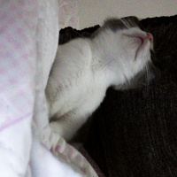 British Shorthair, Kedi  Behlül fotoğrafı