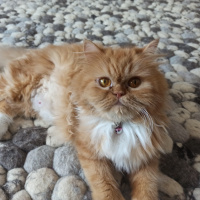 Chinchilla, Kedi  Şila fotoğrafı