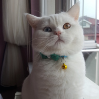 British Shorthair, Kedi  Sütlaç fotoğrafı