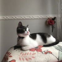 Tekir Kedi, Kedi  Gümüş fotoğrafı