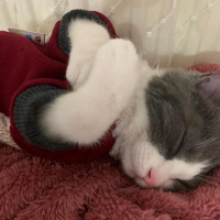 Tekir Kedi, Kedi  Gümüş fotoğrafı