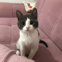 Tekir Kedi, Kedi  Gümüş fotoğrafı