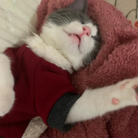 Tekir Kedi, Kedi  Gümüş fotoğrafı