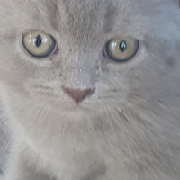 Scottish Fold, Kedi  Şakir fotoğrafı