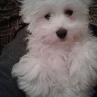 Maltese, Köpek  Pati fotoğrafı