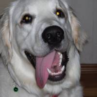 Golden Retriever, Köpek  Ares fotoğrafı