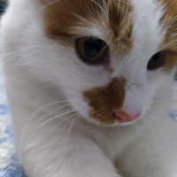 Sarman, Kedi  Pamuk fotoğrafı