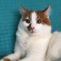 Sarman, Kedi  Pamuk fotoğrafı