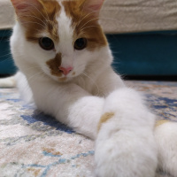 Sarman, Kedi  Pamuk fotoğrafı