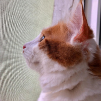 Sarman, Kedi  Pamuk fotoğrafı