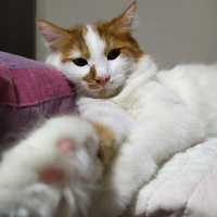 Sarman, Kedi  Pamuk fotoğrafı