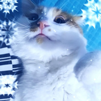 Sarman, Kedi  Pamuk fotoğrafı