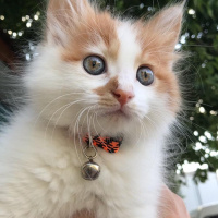 Sarman, Kedi  Pamuk fotoğrafı