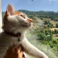 Sarman, Kedi  Pamuk fotoğrafı