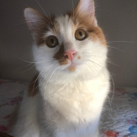 Sarman, Kedi  Pamuk fotoğrafı