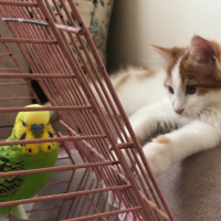 Sarman, Kedi  Pamuk fotoğrafı