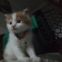 Sarman, Kedi  Pamuk fotoğrafı
