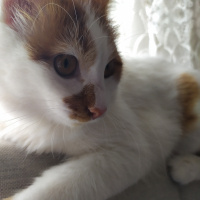 Sarman, Kedi  Pamuk fotoğrafı