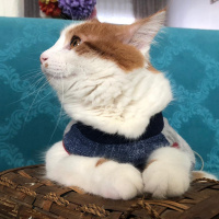 Sarman, Kedi  Pamuk fotoğrafı