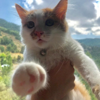 Sarman, Kedi  Pamuk fotoğrafı