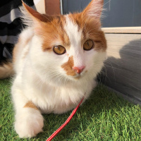 Sarman, Kedi  Pamuk fotoğrafı
