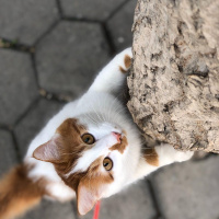 Sarman, Kedi  Pamuk fotoğrafı