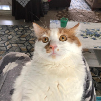 Sarman, Kedi  Pamuk fotoğrafı