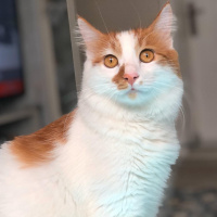 Sarman, Kedi  Pamuk fotoğrafı