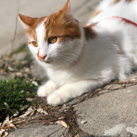 Sarman, Kedi  Pamuk fotoğrafı