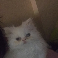 İran Kedisi (Persian), Kedi  Matmazel fotoğrafı
